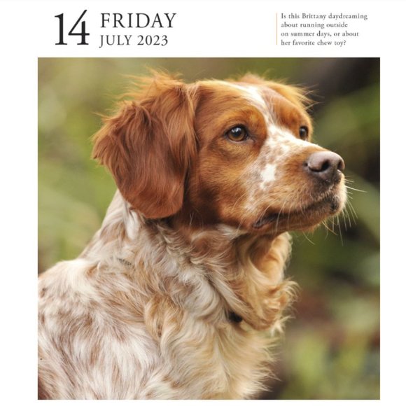 Dog | Dog 223 Pageaday Gallery Calendar | Poshmark